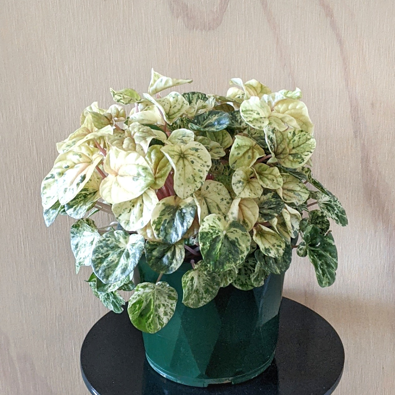 Peperomia caperata ‘Pink Lady’ - 13cm